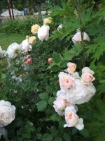 IMG_20180602_183047[1].jpg