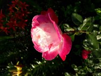 20180625_195104.jpg
