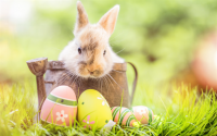 thumb2-easter-bunny-happy-easter-4k-easter-eggs-easter-decoration.png