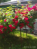 IMG_20190616_132031.jpg