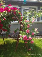 IMG_20190616_132036.jpg