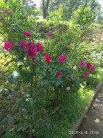IMG_20190608_054604.jpg