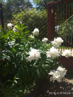 IMG_20190605_072449.jpg