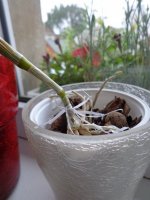 DSC05168.JPG
