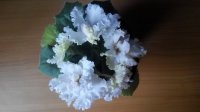 IMG_20150818_102615.jpg