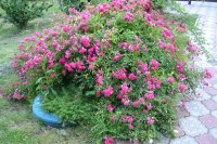DSC_1247.JPG