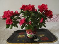 IMG_0001.JPG
