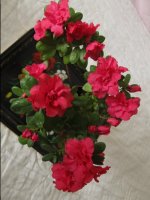 IMG_0005.JPG