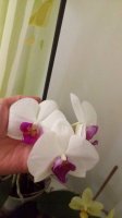 P_20170331_211708.jpg