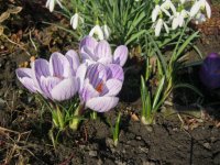 IMG_2261.JPG