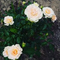 IMG_20170806_124752_592.jpg