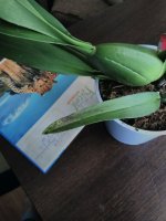 IMG_20170817_123949.jpg